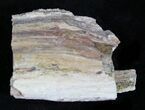 Petrified Wood Limb Chunk - Madagascar #27177-1